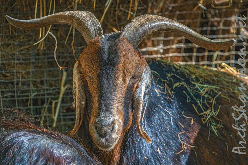 0074-zoo osnabrueck-goat