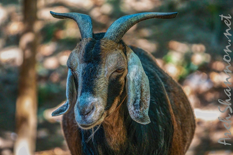0075-zoo osnabrueck-goat