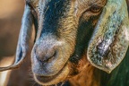 0076-zoo osnabrueck-goat