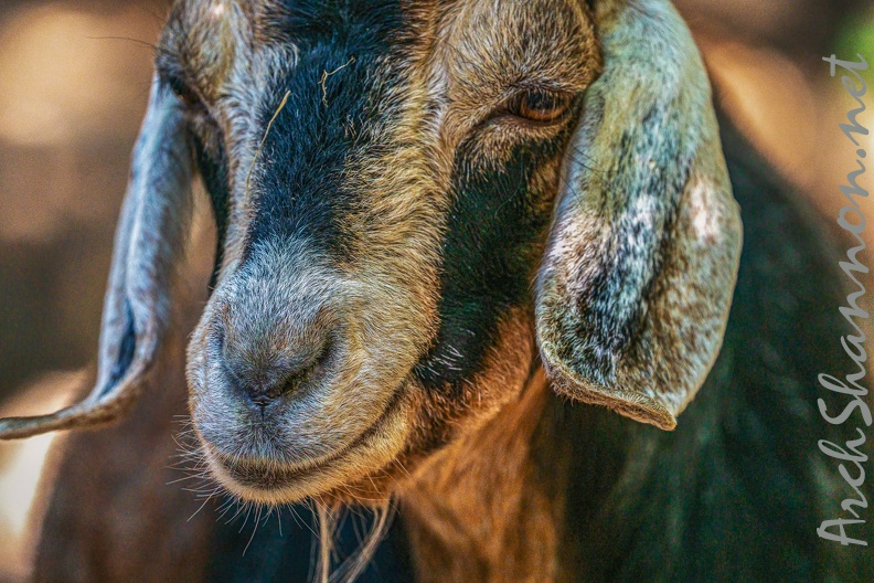 0077-zoo osnabrueck-goat