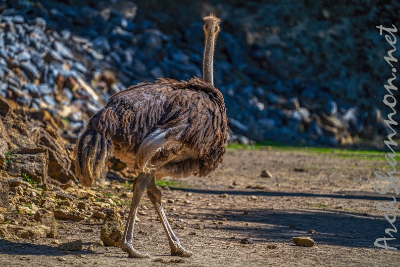0080-zoo osnabrueck-ostrich
