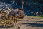 0080-zoo osnabrueck-ostrich