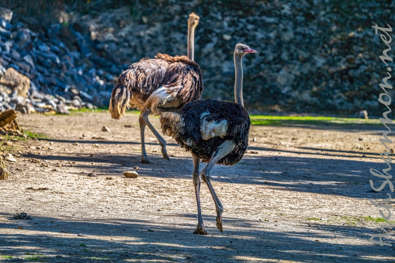 0081-zoo osnabrueck-ostrich.jpg