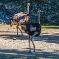 0081-zoo osnabrueck-ostrich