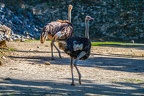 0081-zoo osnabrueck-ostrich