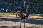 0082-zoo osnabrueck-ostrich