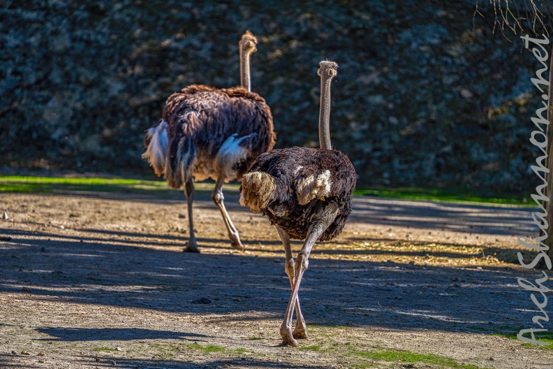0083-zoo osnabrueck-ostrich
