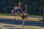0083-zoo osnabrueck-ostrich