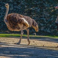 0084-zoo osnabrueck-ostrich