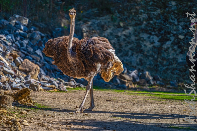 0085-zoo osnabrueck-ostrich