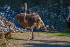 0085-zoo osnabrueck-ostrich