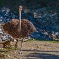 0086-zoo osnabrueck-ostrich