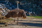 0087-zoo osnabrueck-ostrich