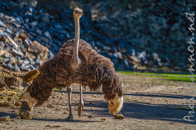 0088-zoo osnabrueck-ostrich