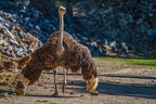 0088-zoo osnabrueck-ostrich