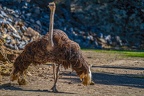 0089-zoo osnabrueck-ostrich
