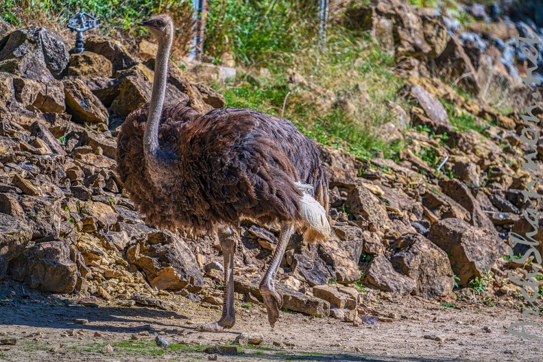 0091-zoo osnabrueck-ostrich