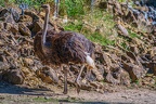 0091-zoo osnabrueck-ostrich