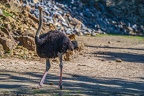 0092-zoo osnabrueck-ostrich