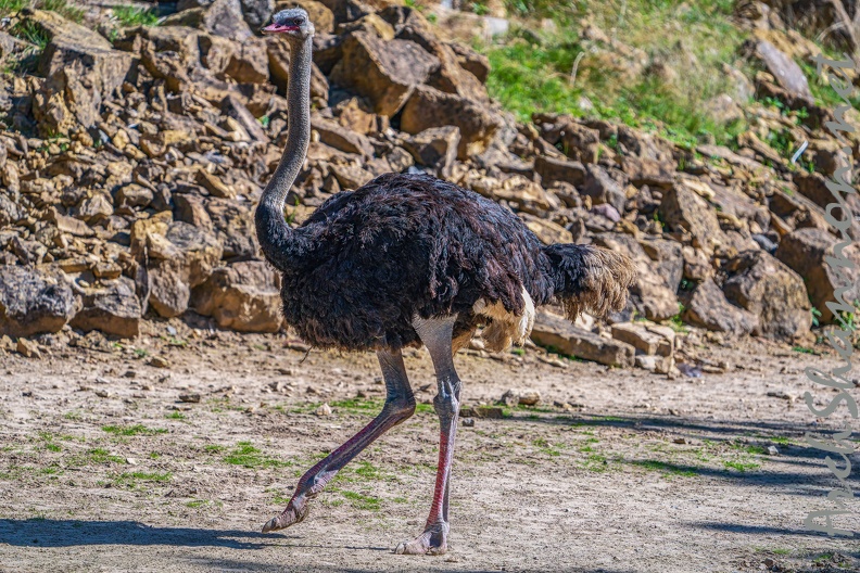 0093-zoo osnabrueck-ostrich