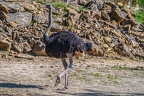 0094-zoo osnabrueck-ostrich