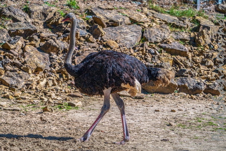 0095-zoo osnabrueck-ostrich