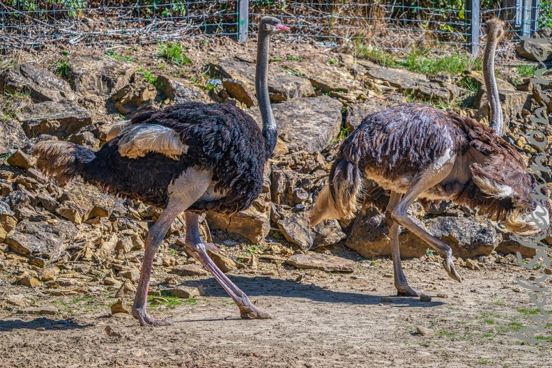 0096-zoo osnabrueck-ostrich
