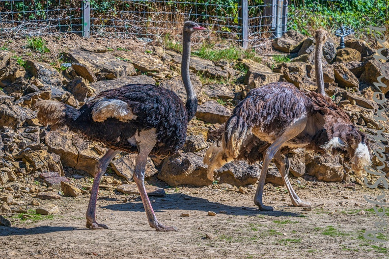 0097-zoo osnabrueck-ostrich