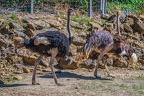 0097-zoo osnabrueck-ostrich