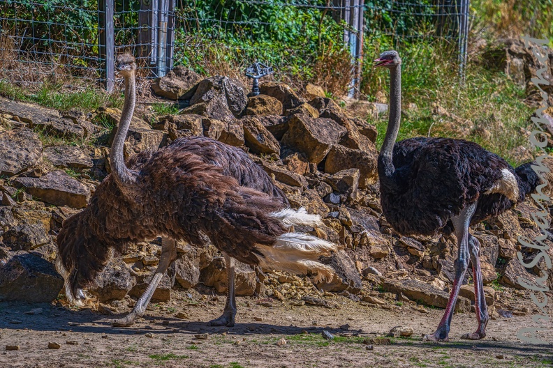 0100-zoo osnabrueck-ostrich.jpg