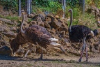0100-zoo osnabrueck-ostrich