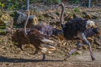 0101-zoo osnabrueck-ostrich