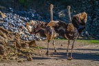 0104-zoo osnabrueck-ostrich