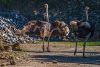 0105-zoo osnabrueck-ostrich