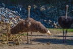 0108-zoo osnabrueck-ostrich