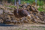 0110-zoo osnabrueck-ostrich