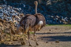0111-zoo osnabrueck-ostrich