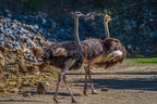 0113-zoo osnabrueck-ostrich