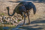 0115-zoo osnabrueck-ostrich