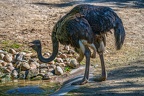 0152-zoo osnabrueck-ostrich