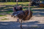 0153-zoo osnabrueck-ostrich