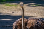 0154-zoo osnabrueck-ostrich