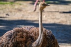 0155-zoo osnabrueck-ostrich