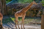 0167-zoo osnabrueck-giraffe