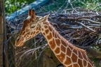 0171-zoo osnabrueck-giraffe