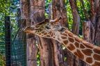 0173-zoo osnabrueck-giraffe