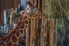 0186-zoo osnabrueck-giraffe