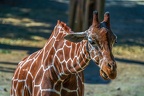 0205-zoo osnabrueck-giraffe