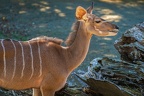 0211-zoo osnabrueck-small kudu