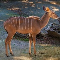 0213-zoo osnabrueck-small kudu